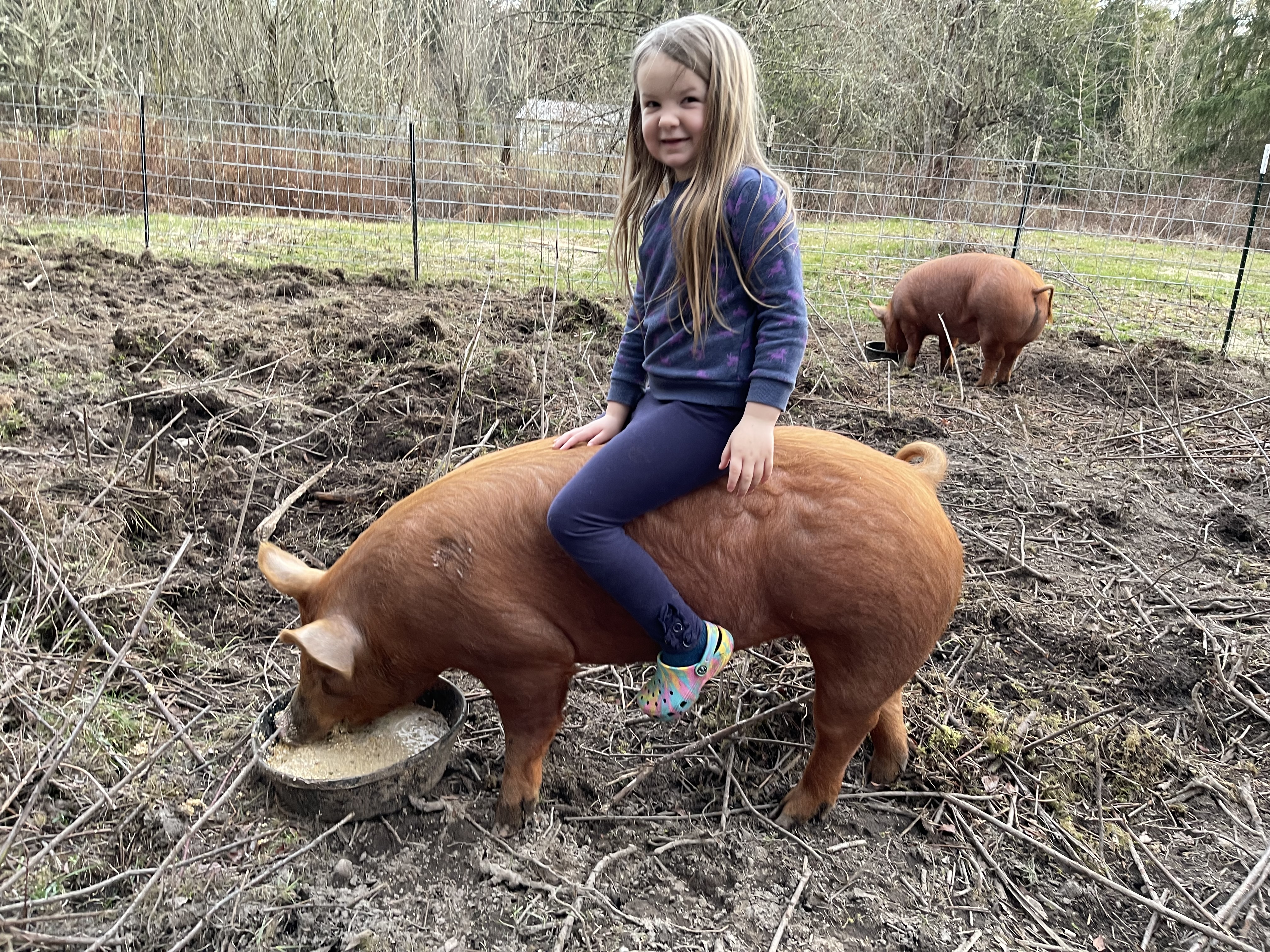 Maisie with a pig