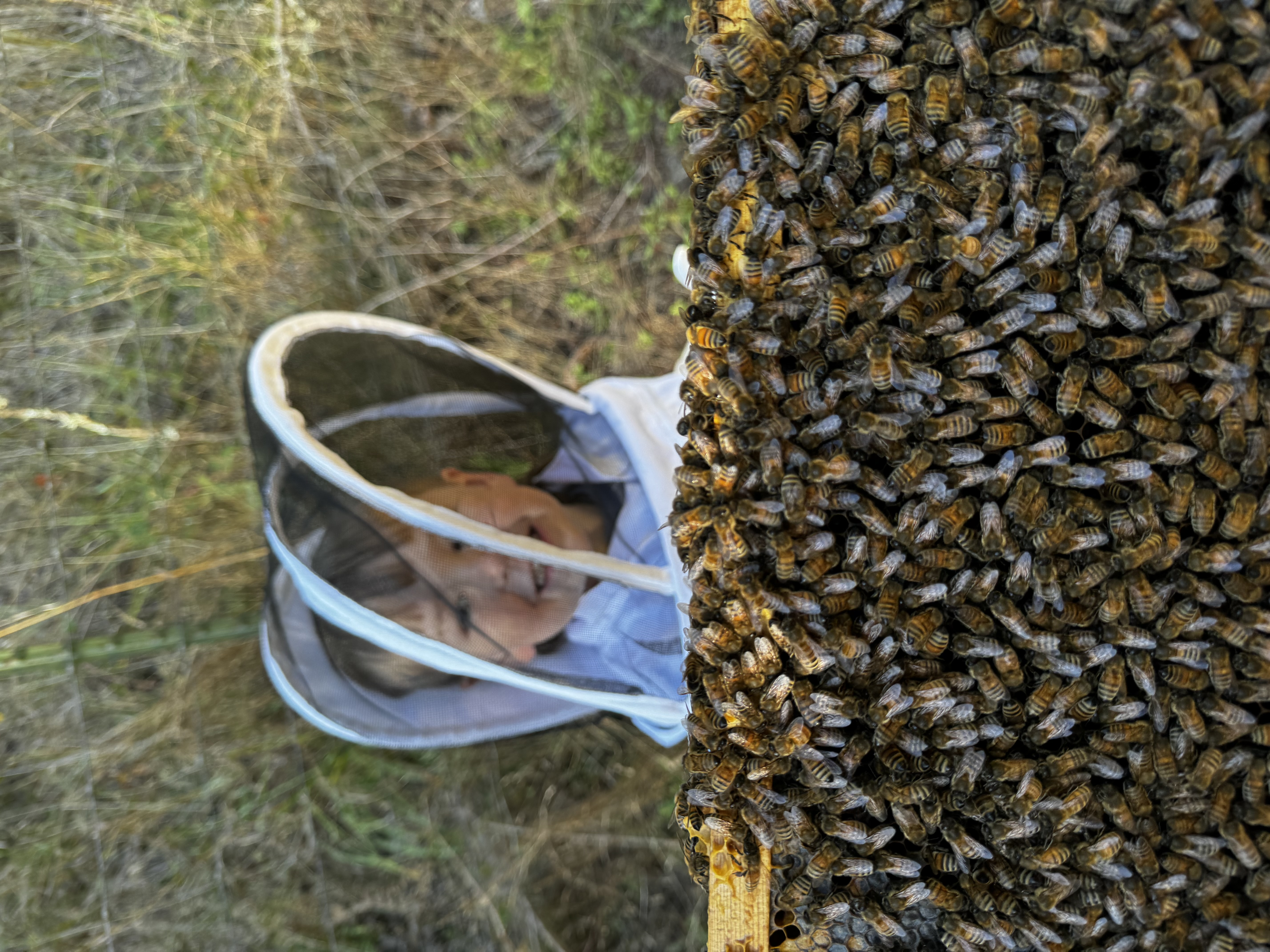The bees
