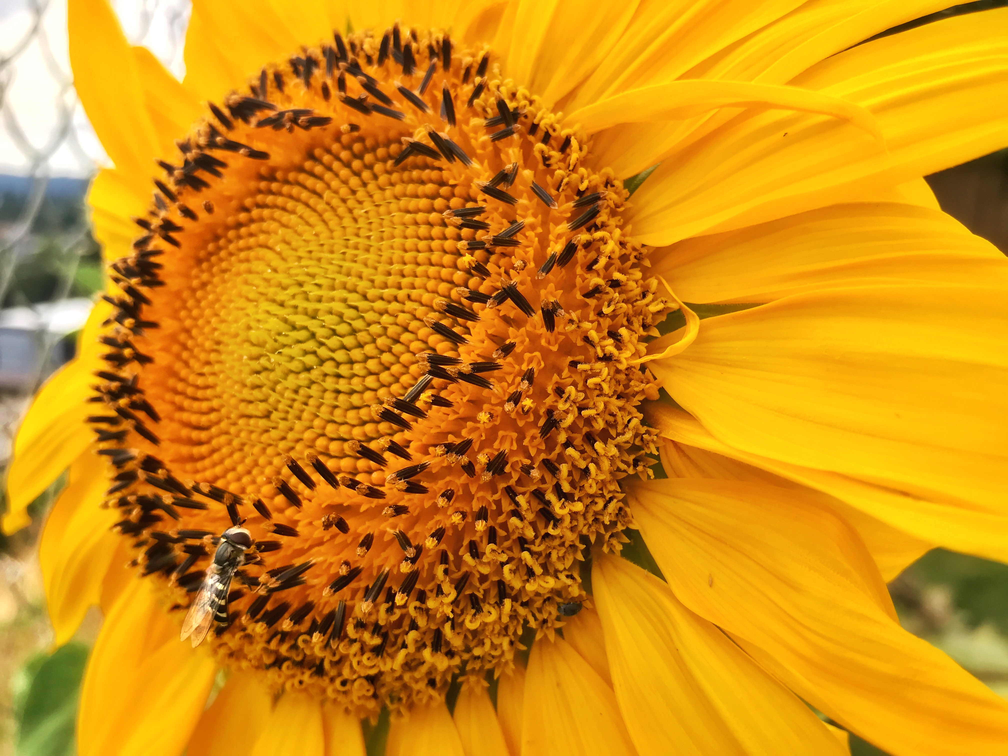 A sunflower with a wasp on it